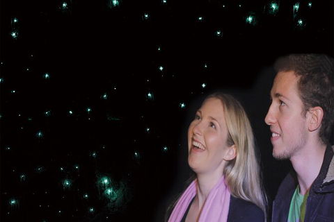 Natural Bridge Glow Worm Night Tour From Gold Coast - Attractions Sydney 6