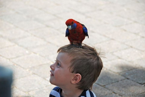 O'Reilly's Lamington National Park And Treetop Canopy Tour - Attractions Sydney 7