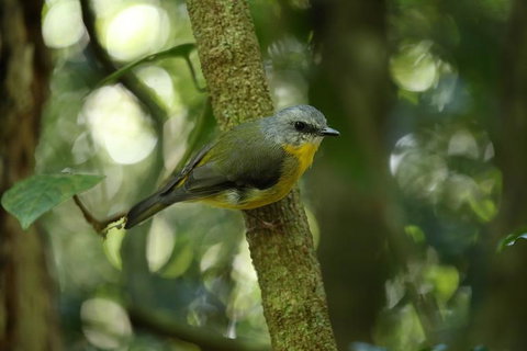 O'Reilly's Lamington National Park And Treetop Canopy Tour - Attractions Sydney 3