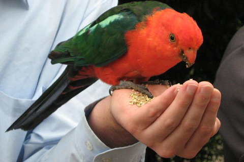 O'Reilly's Lamington National Park And Treetop Canopy Tour - Attractions Sydney 1