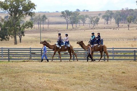 Camel Rides - Attractions Sydney 1