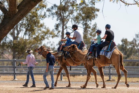 Camel Rides - Attractions Sydney 0