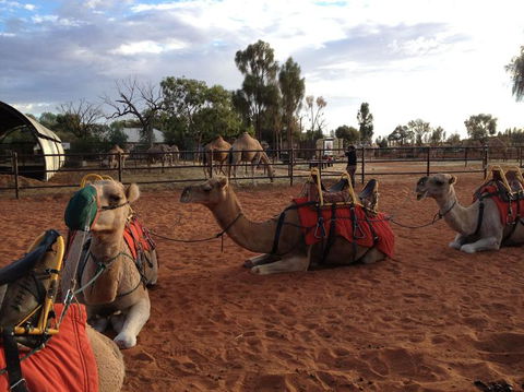 Uluru Small-Group Tour By Camel At Sunrise Or Sunset - Attractions Sydney 24