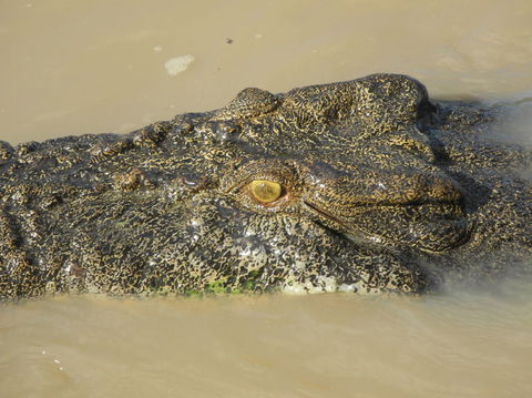 Darwin Jumping Crocodiles Cruise On Adelaide River - Attractions Sydney 4