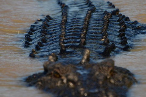 Darwin Jumping Crocodiles Cruise On Adelaide River - Attractions Sydney 1