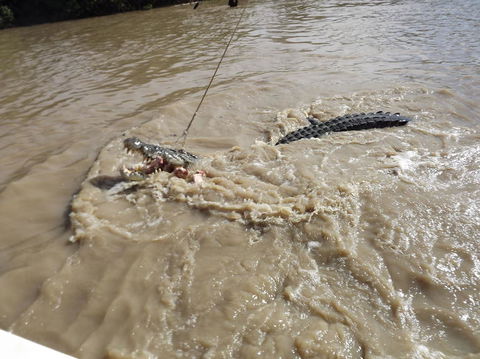 Darwin Jumping Crocodiles Cruise On Adelaide River - Attractions Sydney 8
