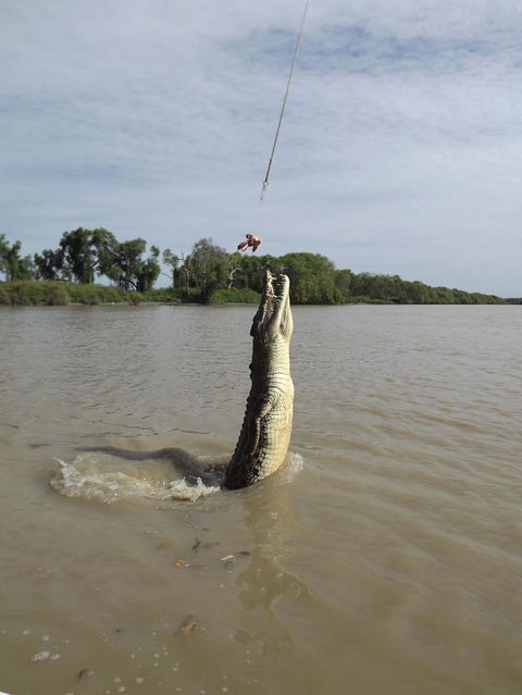 Darwin Jumping Crocodiles Cruise On Adelaide River - Attractions Sydney 2