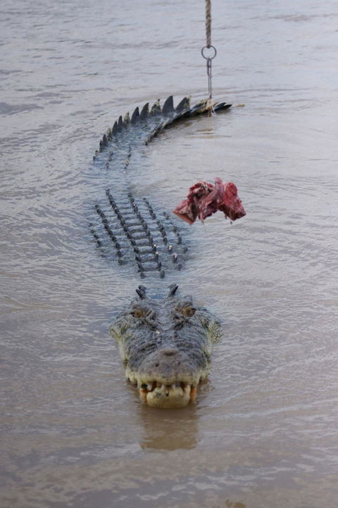 Darwin Jumping Crocodiles Cruise On Adelaide River - Attractions Sydney 7