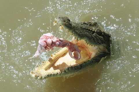 Darwin Jumping Crocodiles Cruise On Adelaide River - Attractions Sydney 0