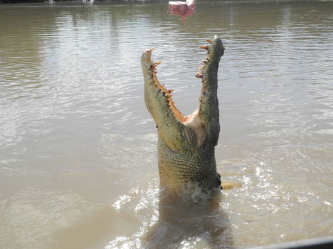 Darwin Jumping Crocodiles Cruise On Adelaide River - Attractions Sydney 5