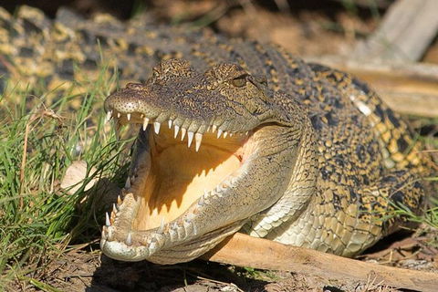 1 Day Corroboree Billabong Wetland Experience Including 2.5 Hour Cruise + Lunch - Attractions Sydney 1
