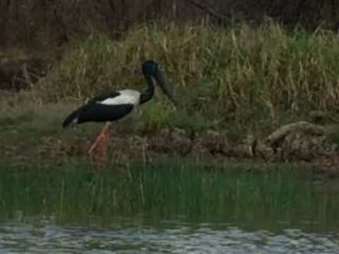 1 Day Corroboree Billabong Wetland Experience Including 2.5 Hour Cruise + Lunch - Attractions Sydney 3