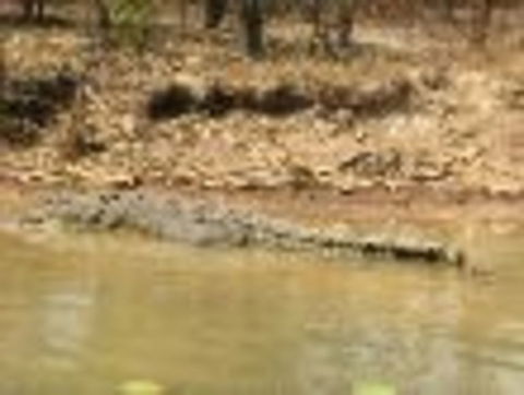 1 Day Corroboree Billabong Wetland Experience Including 2.5 Hour Cruise + Lunch - Attractions Sydney 6