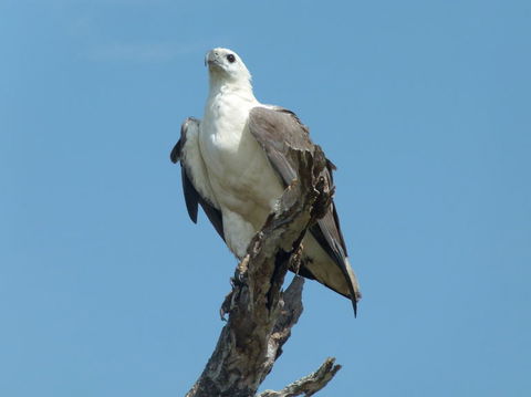 1 Day Corroboree Billabong Wetland Experience Including 2.5 Hour Cruise + Lunch - Attractions Sydney 2