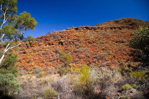 Palm Valley 4WD Tour From Alice Springs - Attractions Sydney 7