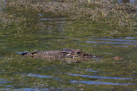 Kakadu, Nourlangie And Yellow Waters Tour From Darwin - Attractions Sydney 16
