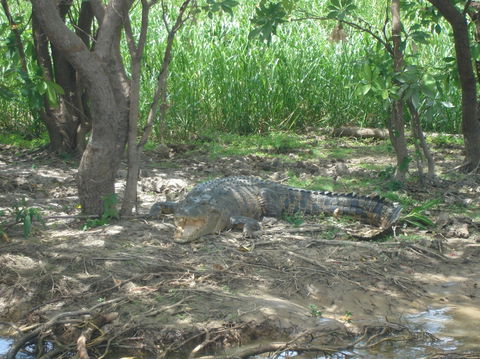 Kakadu, Nourlangie And Yellow Waters Tour From Darwin - Attractions Sydney 21