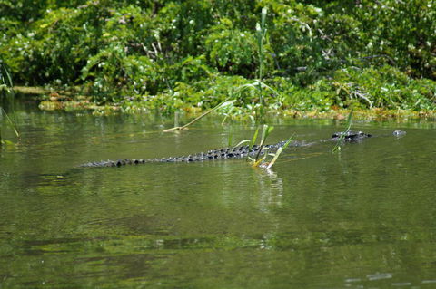 Kakadu, Nourlangie And Yellow Waters Tour From Darwin - Attractions Sydney 4