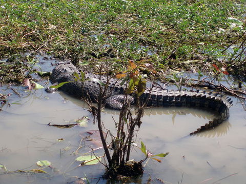 Kakadu, Nourlangie And Yellow Waters Tour From Darwin - Attractions Sydney 19