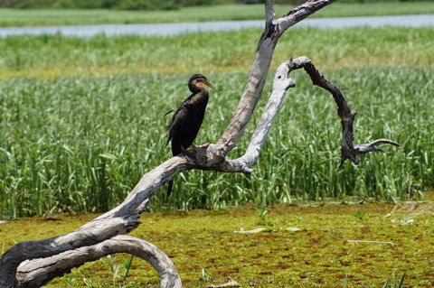 Kakadu, Nourlangie And Yellow Waters Tour From Darwin - Attractions Sydney 2