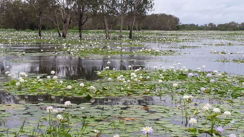 Kakadu, Nourlangie And Yellow Waters Tour From Darwin - Attractions Sydney 12