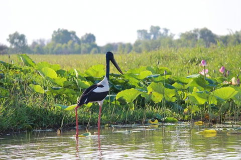 Mary River Wetlands Helicopter And Airboat Adventure From Darwin - Attractions Sydney 4