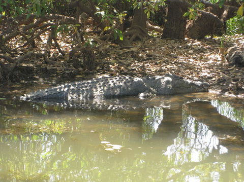 2-Day Kakadu And Arnhem Land Tour From Darwin - Attractions Sydney 2
