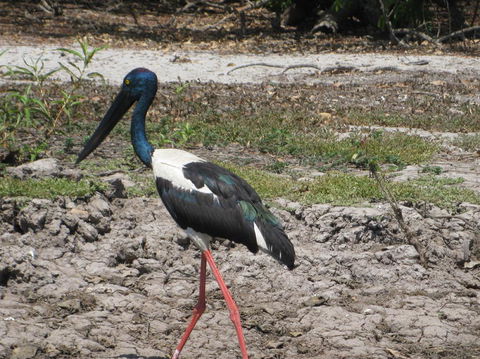 2-Day Kakadu And Arnhem Land Tour From Darwin - Attractions Sydney 3