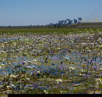 230pm Safari Cruise 1.5 Hours