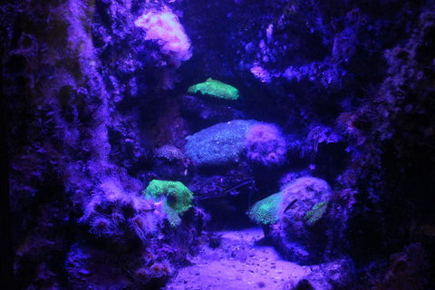 SEA LIFE Sydney Aquarium Entrance Ticket - Attractions Sydney 8