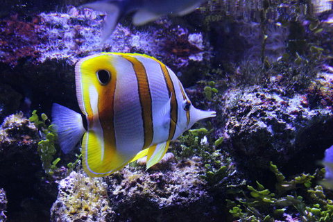 SEA LIFE Sydney Aquarium Entrance Ticket - Attractions Sydney 7