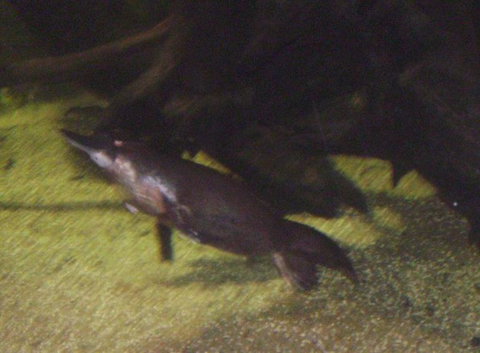 SEA LIFE Sydney Aquarium Entrance Ticket - Attractions Sydney 18