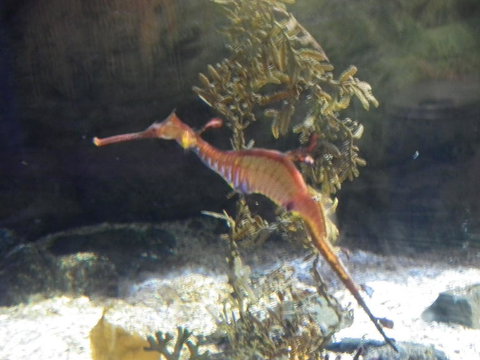 SEA LIFE Sydney Aquarium Entrance Ticket - Attractions Sydney 12