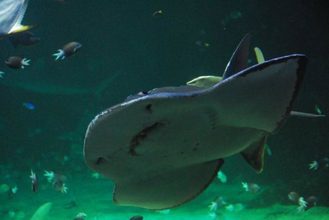 SEA LIFE Sydney Aquarium Entrance Ticket - Attractions Sydney 20