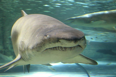 SEA LIFE Sydney Aquarium Entrance Ticket - Attractions Sydney 5