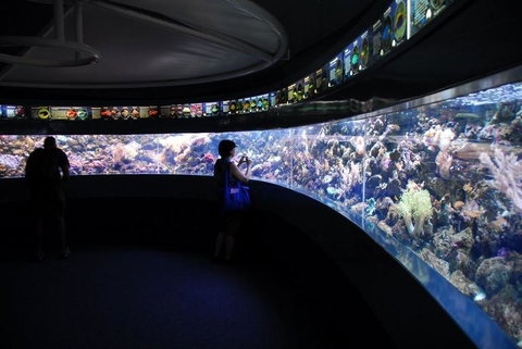 SEA LIFE Sydney Aquarium Entrance Ticket - Attractions Sydney 23