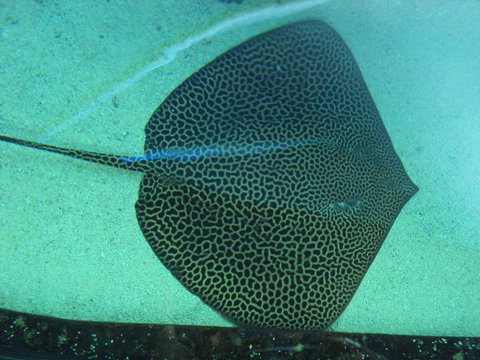 SEA LIFE Sydney Aquarium Entrance Ticket - Attractions Sydney 16