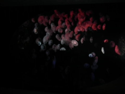 SEA LIFE Sydney Aquarium Entrance Ticket - Attractions Sydney 11