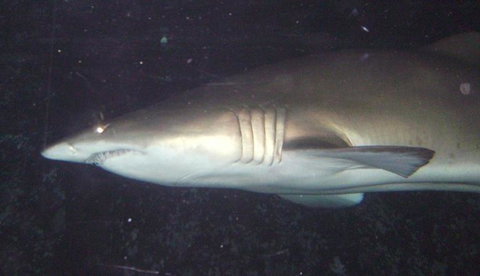 SEA LIFE Sydney Aquarium Entrance Ticket - Attractions Sydney 19