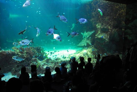 SEA LIFE Sydney Aquarium Entrance Ticket - Attractions Sydney 21