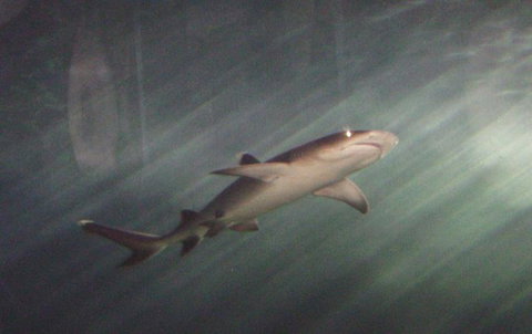 SEA LIFE Sydney Aquarium Entrance Ticket - Attractions Sydney 17