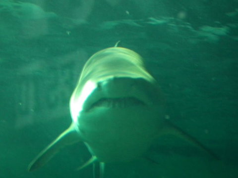 SEA LIFE Sydney Aquarium Entrance Ticket - Attractions Sydney 13