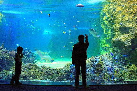 SEA LIFE Sydney Aquarium Entrance Ticket - Attractions Sydney 15
