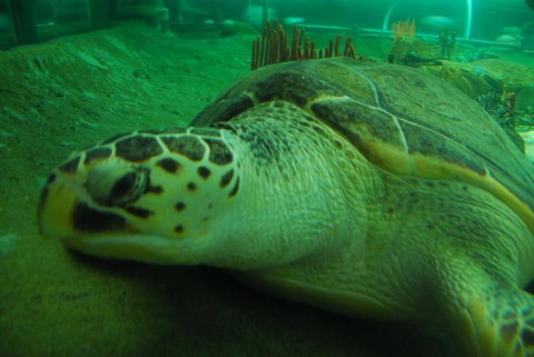 SEA LIFE Sydney Aquarium Entrance Ticket - Attractions Sydney 25