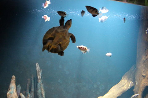 SEA LIFE Sydney Aquarium Entrance Ticket - Attractions Sydney 4