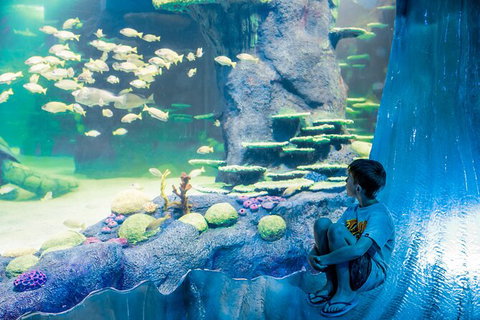 SEA LIFE Sydney Aquarium Entrance Ticket - Attractions Sydney 28