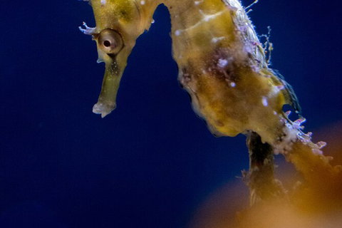 SEA LIFE Sydney Aquarium Entrance Ticket - Attractions Sydney 27