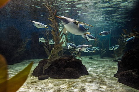 SEA LIFE Sydney Aquarium Entrance Ticket - Attractions Sydney 29