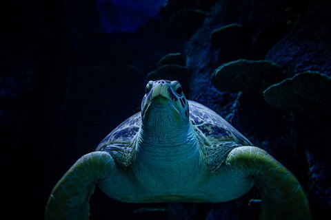 SEA LIFE Sydney Aquarium Entrance Ticket - Attractions Sydney 33