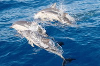 Port Stephens Day Tour From Sydney Including 4WD Sandboarding and Dolphins